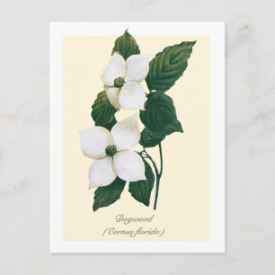 Vintage Botanische Bloeiende Kornoelje  Briefkaart