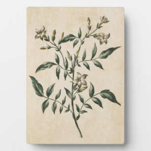 Vintage botanische bloem Jasmin Fotoplaat