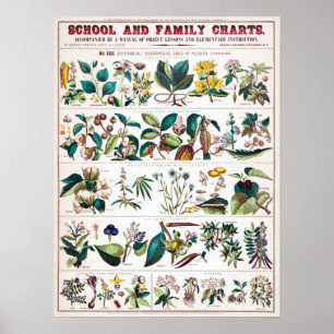 Vintage botanische educatieve grafiek poster