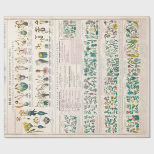 Vintage botanische grafiek: Indeling van Planten Cadeaupapier