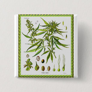 Vintage Botanische Illustratie, 1897 - een onkruid Vierkante Button 5,1 Cm