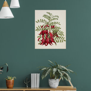 Vintage Botanische Kunst van de Rode Kaka-snavelbl Poster