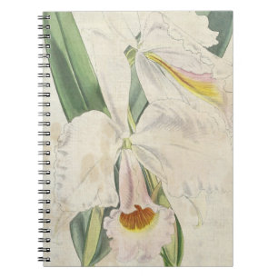 Vintage Botanische Sinaasappel-Vlekkerige Cattleya Notitieboek