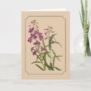 Vintage Botanische Tekening van Wild Wilgeroosje Kaart
