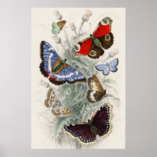 Vintage botanische wetenschappelijke illustratie v poster