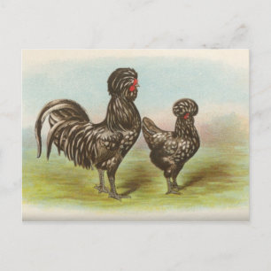 Vintage Briefkaart "Houdan Chickens"