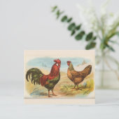Vintage Briefkaart "Leghorn Chickens" (Staand voorkant)