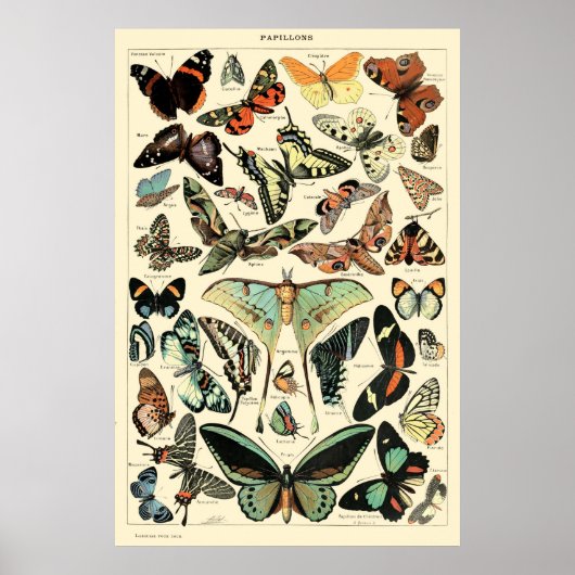 Vintage Butterflies van Adolphe Millot Poster (Voorkant)