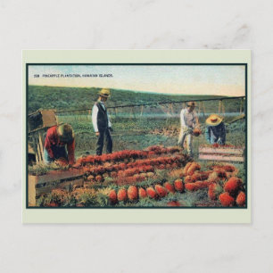 Vintage c 1900 Panassenplantage Hawaii Briefkaart