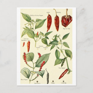 Vintage  chillies illustratie briefkaart recept ca