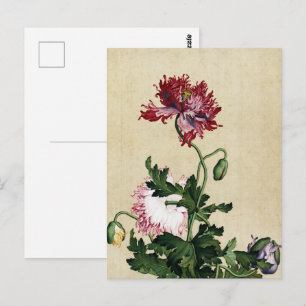 Vintage Chinese Rode Klaproos Botanische Kunst Briefkaart