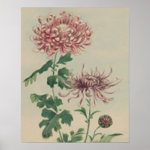 VINTAGE CHRYSANTHEMUM BOTANISCHE BLOEMENKUNST POSTER