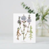 Vintage cichorei botanisch briefkaart (Staand voorkant)