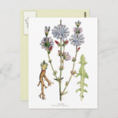 Vintage cichorei botanisch briefkaart (Voorkant / Achterkant)