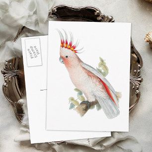 Vintage Cockatau Briefkaart