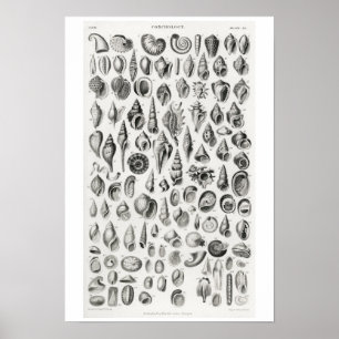 VINTAGE CONCHOLOGIE ILLUSTRATION POSTER