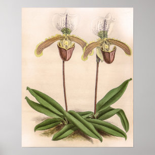Vintage Cypripedium Orchidee Bloem Bloemstuk Poster