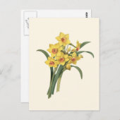 Vintage Daffodils Briefkaart (Voorkant / Achterkant)