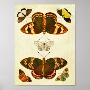 Vintage Druk 387 van de Vlinder Poster