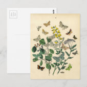 Vintage Druk - Lepidoptera - Motten & Vlinders Briefkaart (Voorkant / Achterkant)