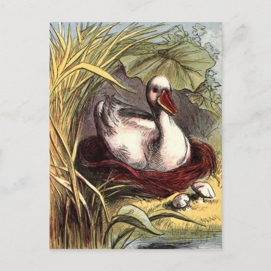 Vintage Duck Briefkaart (Voorkant)