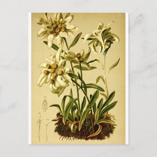 Vintage Edelweiss Briefkaart (Voorkant)
