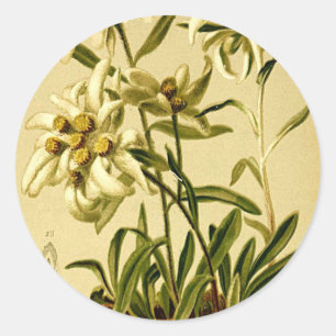 Vintage Edelweiss Ronde Sticker