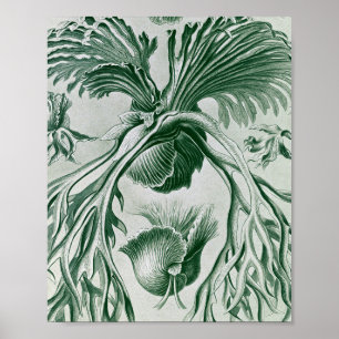 Vintage Eikvarens Botanische Illustratie Poster