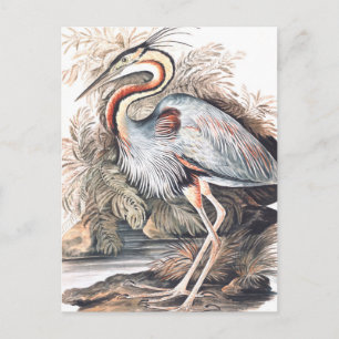 Vintage Elizabeth Gwillim Paars Heron Briefkaart