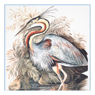 Vintage Elizabeth Gwillim Paars Heron Foto Afdruk