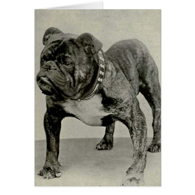 Vintage English Bulldog (Devant)