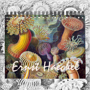Vintage Ernst Haeckel, Biologie, Plantkunde, Weten Kalender