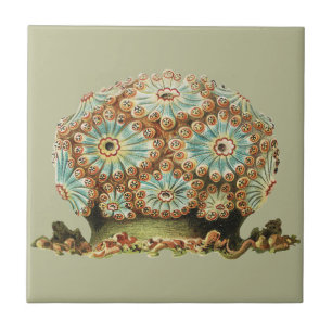 Vintage Ernst Haeckel Groenblauwe Zeedieren Tegeltje