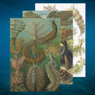 Vintage Ernst Haeckel Marine Life Design Inpakpapier Vel