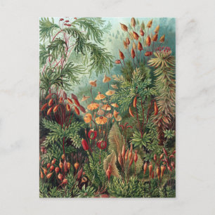 Vintage Ernst Haeckel Moss Poster Briefkaart