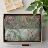 Vintage Ernst Haeckel Moss Poster Tissuepapier (Geschenk)