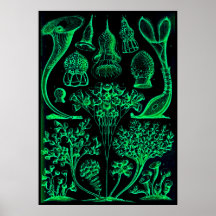 Vintage Ernst Haeckel Poster vert et noir