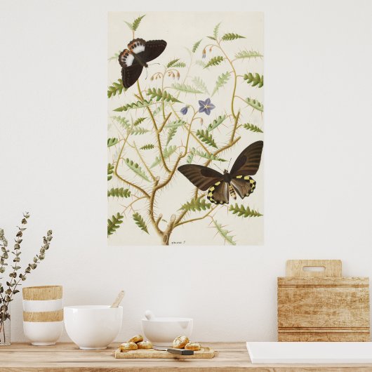 Vintage exotische butervliegen Poster (Keuken)