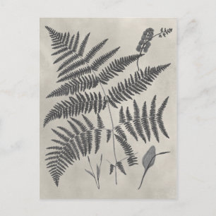 Vintage Ferns Briefkaart
