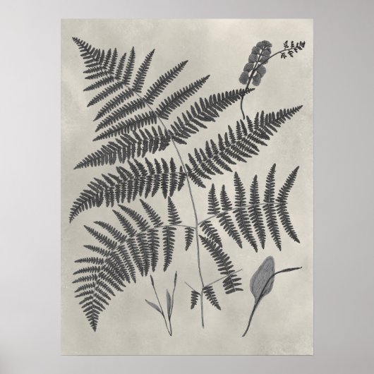 Vintage Ferns Poster (Voorkant)