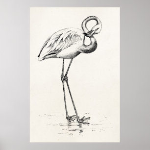 Vintage Flamingo Bird Antiek Bird Sjabloon Poster