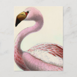 Vintage Flamingo Briefkaart