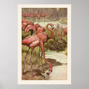 Vintage Flamingo Illustratie Print