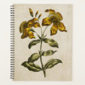 Vintage florale St. John's Wort (Devant)