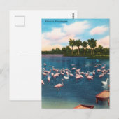 Vintage Florida Flamingos Travel Briefkaart (Voorkant / Achterkant)
