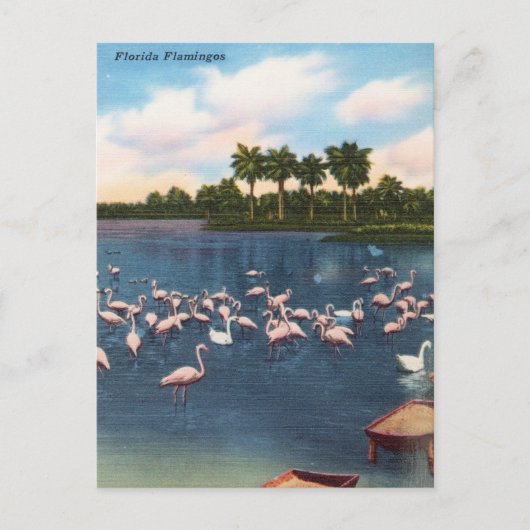 Vintage Florida Flamingos Travel Briefkaart (Voorkant)