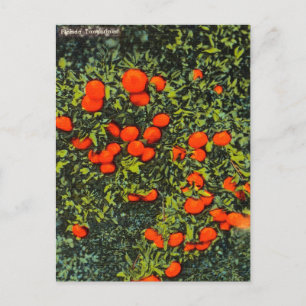Vintage Florida Tangerines Travel Briefkaart