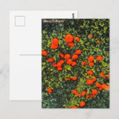 Vintage Florida Tangerines Travel Briefkaart (Voorkant / Achterkant)