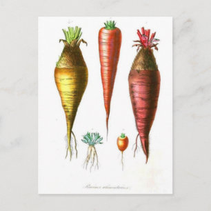 vintage food illustration french country carrot briefkaart
