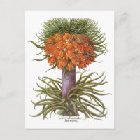 Vintage Fritillaria Flowers, Basilius Besler